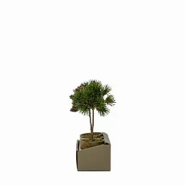 Potted Pine Cone Trees Set of 3