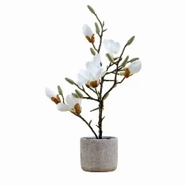 Potted Magnolia Snowfall