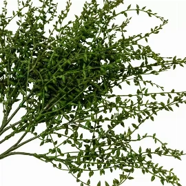 Senecio Vine Stem (3pk)