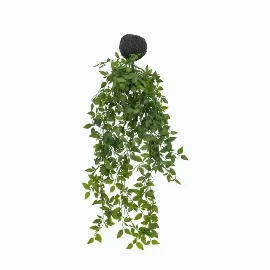 Trailing Vine in Soil Green