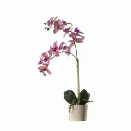 Orchid Pink with Ceramic Pot