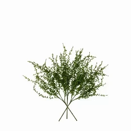 Senecio Vine Stem (3pk)
