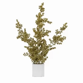 Potted Cedar Pine Gold