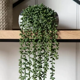 String of Pearls in Soil