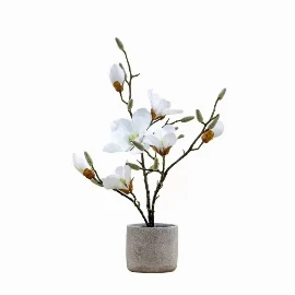 Potted Magnolia Snowfall