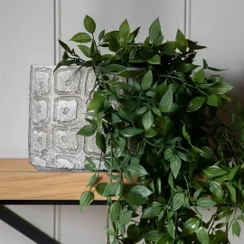Trailing Vine in Soil Green