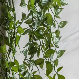 Hanging Scindapsus Small