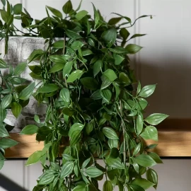 Trailing Vine in Soil Green