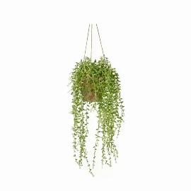 Hanging Senecio with Cement Pot