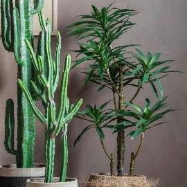 Yucca Tree