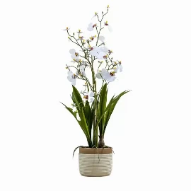 Potted Oncidium Orchid Snowfall Small