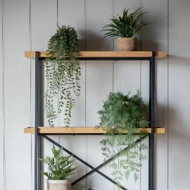 Trailing Willow in Soil Green