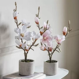 Potted Magnolia Snowfall