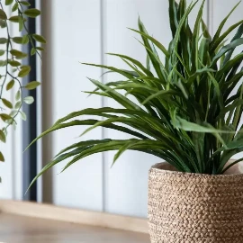 Wild Grass in Soil Green