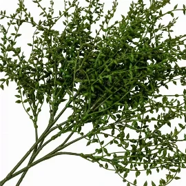 Senecio Vine Stem (3pk)