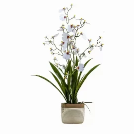 Potted Oncidium Orchid Snowfall Small