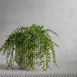 Senecio Vine Stem (3pk)