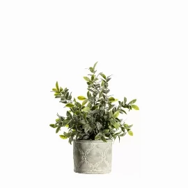 Sage Dusky Green with Patterned Pot