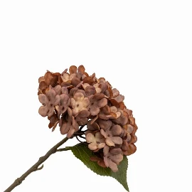 Silvagrove Hydrange Stem