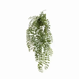 Trailing Willow in Soil Green