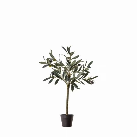 Olive Tree