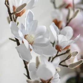 Potted Magnolia Snowfall