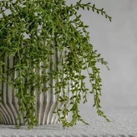 Senecio Vine Stem (3pk)