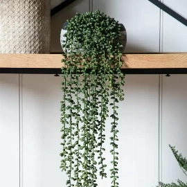 String of Pearls in Soil