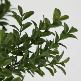 Buxus Bush Spray Green (6pk)