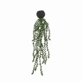 String of Pearls in Soil