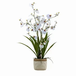 Potted Oncidium Orchid Snowfall Small