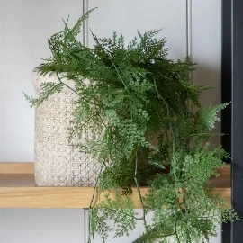 Trailing Wood Willow in Soil Green