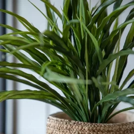 Wild Grass in Soil Green