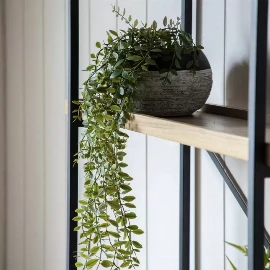 Trailing Willow in Soil Green