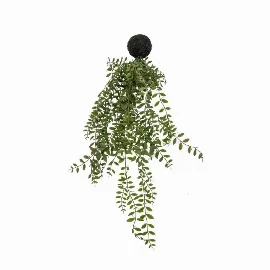 Trailing Wood Willow in Soil Green