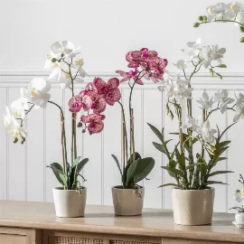 Orchid Pink with Ceramic Pot