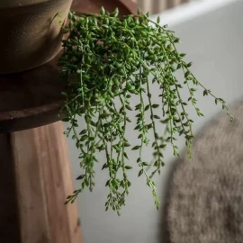 Senecio Vine Stem (3pk)