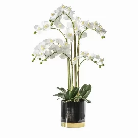 Orchid Snowfall with Black Gold Pot